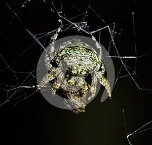 Crab Spider with Prey