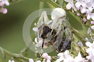 Crab spider and prey