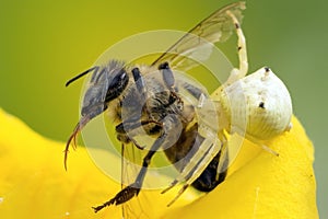 Crab Spider preys on bee