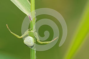 Crab spider