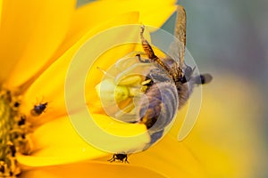 crab spider, thomisidae, preying on a adult bee on a yellow flower