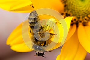 crab spider, thomisidae, preying on a adult bee on a yellow flower