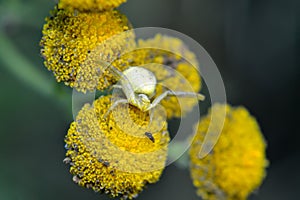 Crab spider(Thomisoidea)