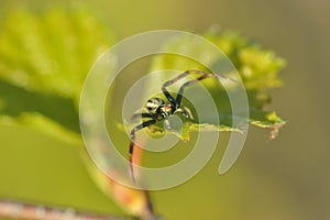 Crab spider(Thomisoidea)