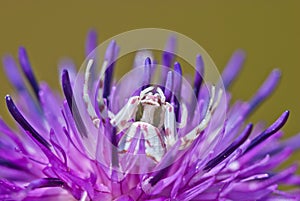 Crab spider Thomisus onustus