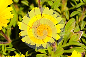 A Crab Spider waiting on a flower