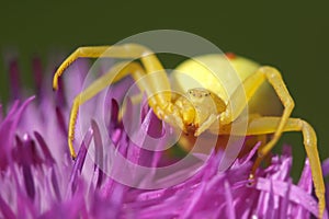 Crab spider waiting for its prey