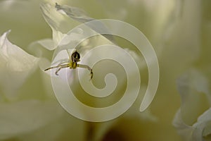 Crab Spider on White 02