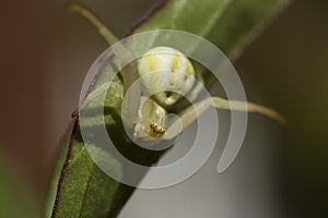 Crab spider