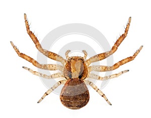 Crab spider, Xysticus sp