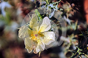 Crab spider on a yellow flower