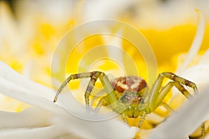 Crab spider on a yellow flower