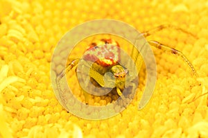 Crab spider on a yellow flower