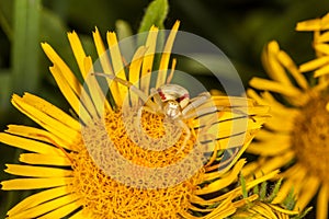 Crab spider on yellow flower macro