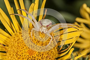 Crab spider on yellow flower macro