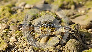 A crab standing on the rocks sunbathing