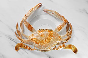 Crab. Steamed crab. Serrated mud crab. Crab isolated on white ba