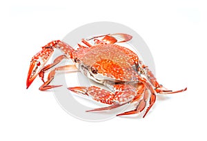 Crab steamed seafood on white background