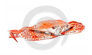 Crab steamed seafood on white background