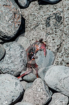 Crab on the stone beach