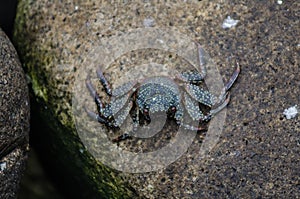 A crab on the stone of a beach