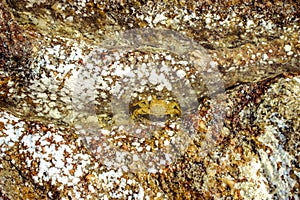 Crab on stone at the beach