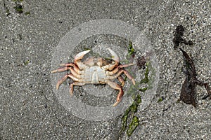 Crab is stranded on the beach