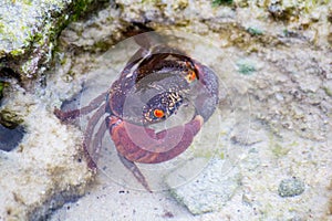 Crab swimming in the ocean