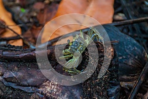 Crab in Tortuguero National Park, Costa Ri