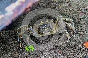 Crab in Tortuguero National Park, Costa Ri