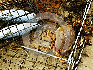 Crab Trap!!