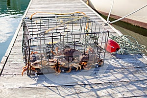 A crab trap sitting on a wharf full of male Dungeness crabs photo