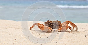 Crab on tropical beach