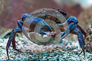 Crab underwater