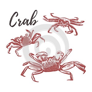Crab vector illustration. Crab hand drawing