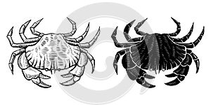 Crab vector silhouette and hand drawn vintage illustration.