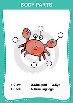 Crab vocabulary part of body,Write the correct numbers of body parts