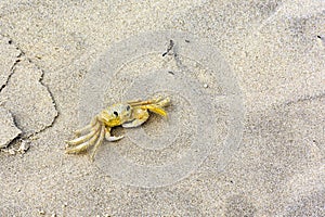 Crab walking on the beach sand