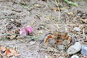 Crab walking on the earth