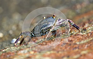 A crab is walking on a rock