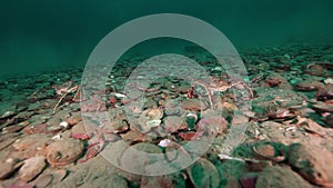 Crab walking scallop underwater on seabed of Barents Sea on Kamchatka.