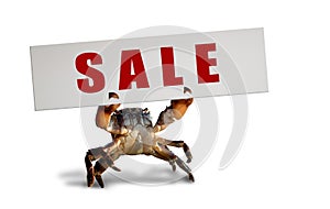 Crab on white background