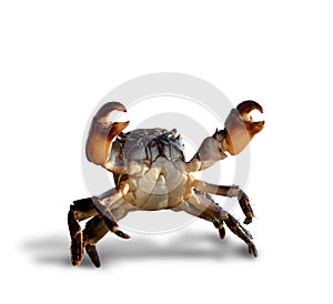 Crab on white background