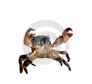 Crab on white background