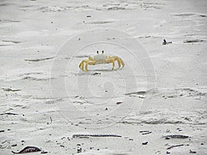 Crab on white sand. Sea crab