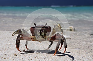 Crab on a white sandy beach, Christmas Island, Kiribati