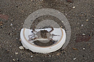 a crab, is on a white stone on the beach.