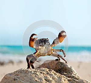 Crab on wild nature