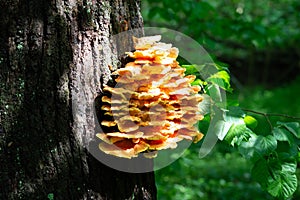 Crab-of-the-woods, sulphur polypore, sulphur shelf or chicken-of-the-woods