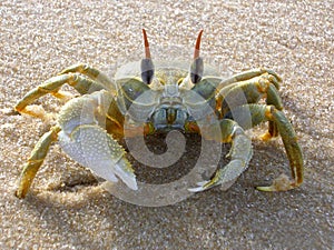 Crab